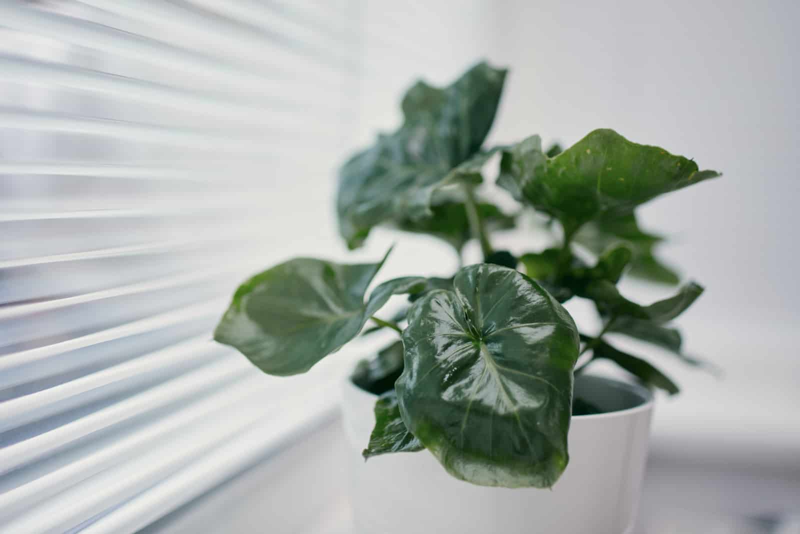Philodendron Atom – How To Grow And Care For It