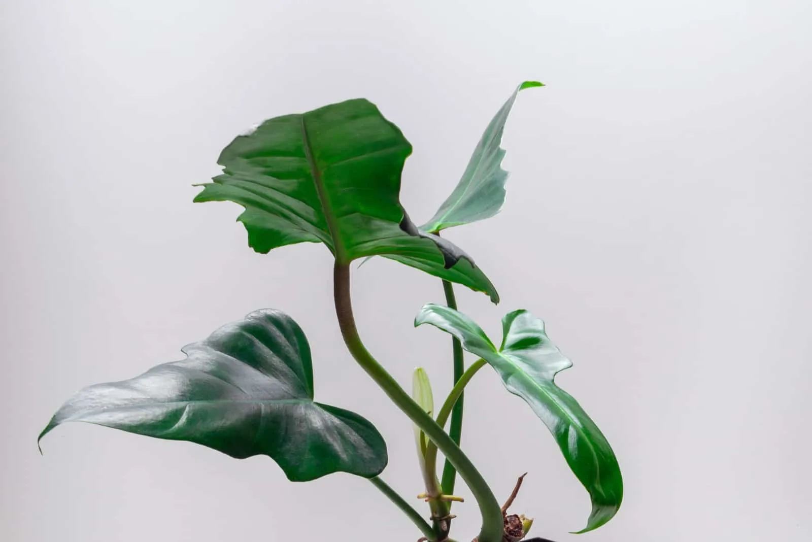 Philodendron Atom with white wall in background