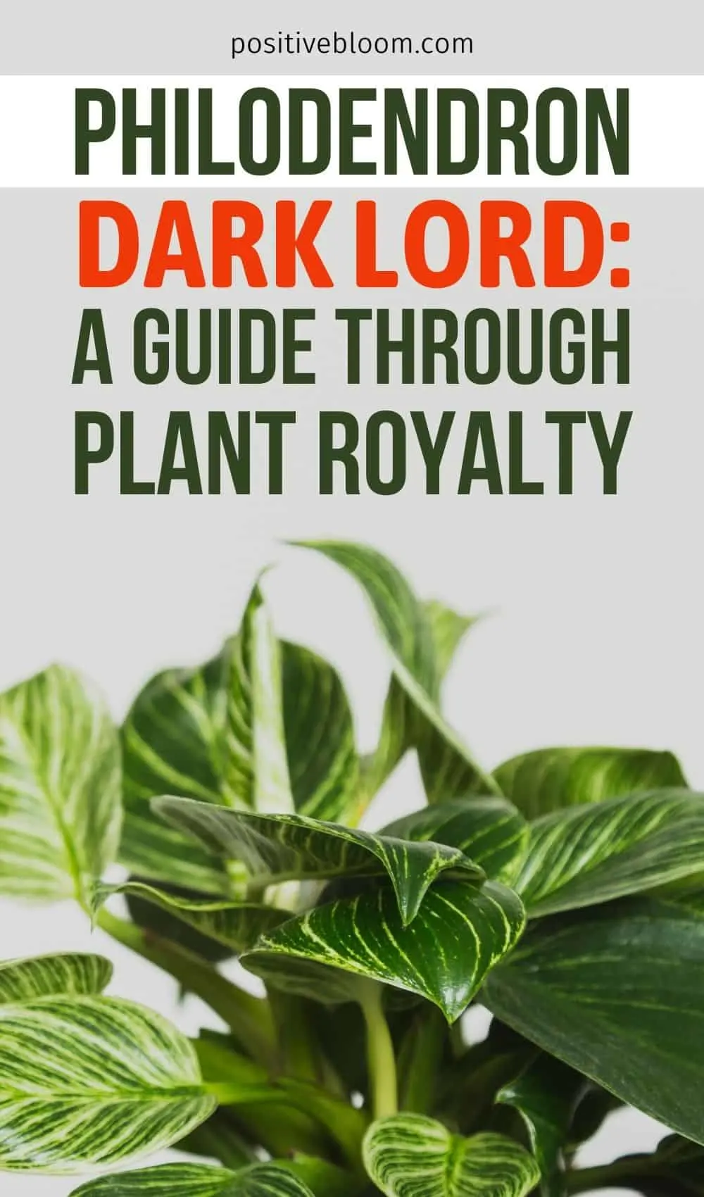 Philodendron Dark Lord: A Guide Through Plant Royalty Pinterest