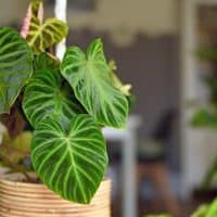 Philodendron plant in the beige pot