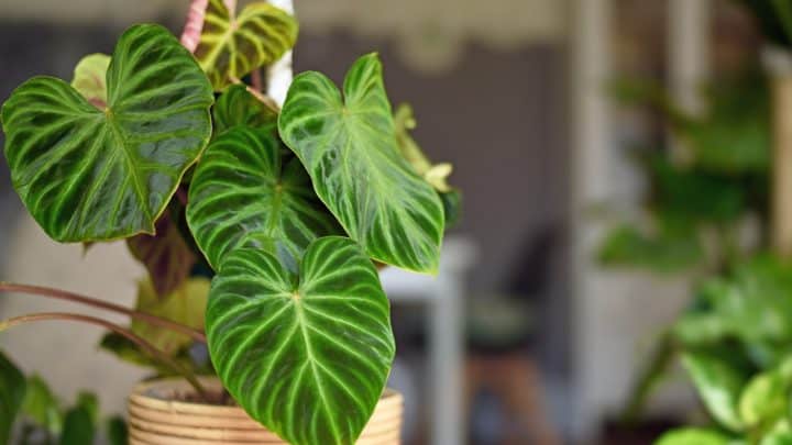 Philodendron Dark Lord: A Guide Through Plant Royalty