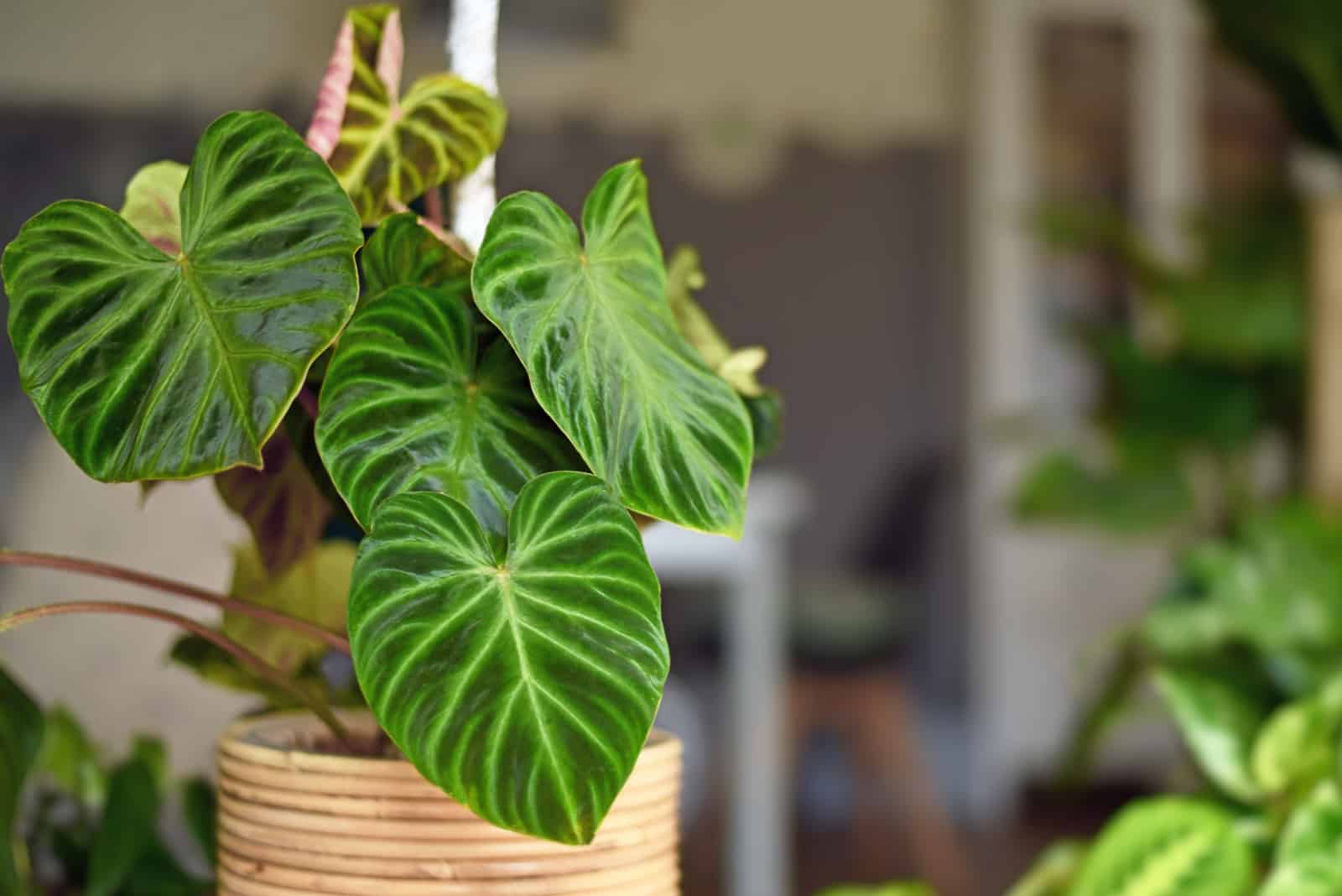 Philodendron Dark Lord: A Guide Through Plant Royalty