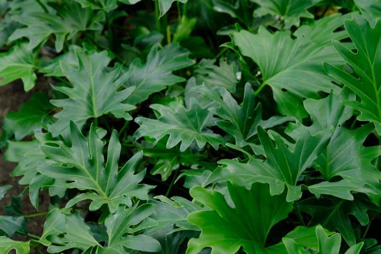 Philodendron Deja Vu