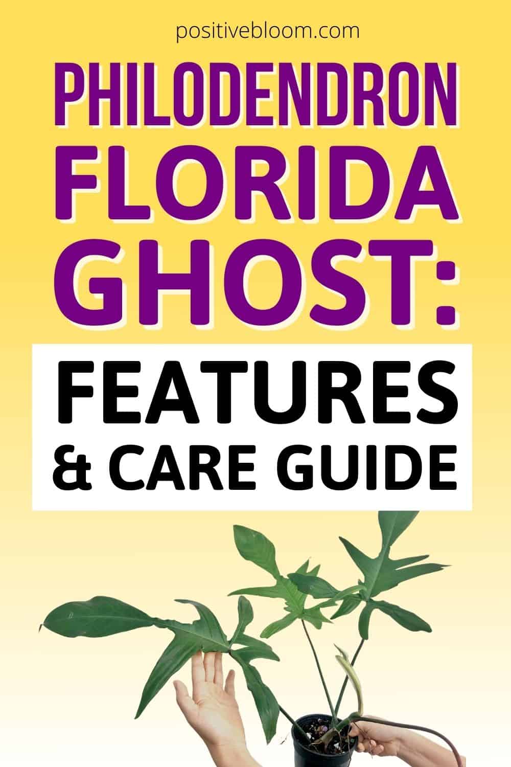 Philodendron Florida Ghost Features And Care Guide