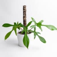 Philodendron Florida Ghost plant in white pot