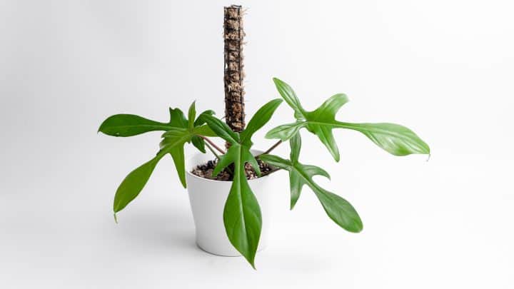 Philodendron Florida Ghost: Features And Care Guide