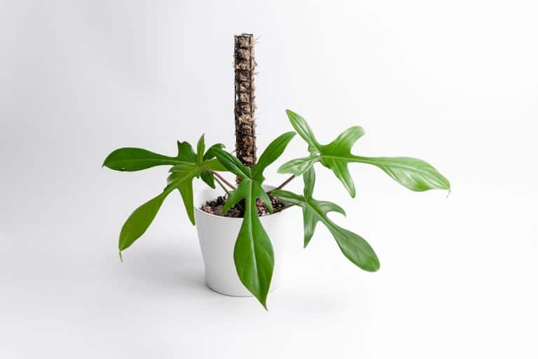Philodendron Florida Ghost plant in white pot