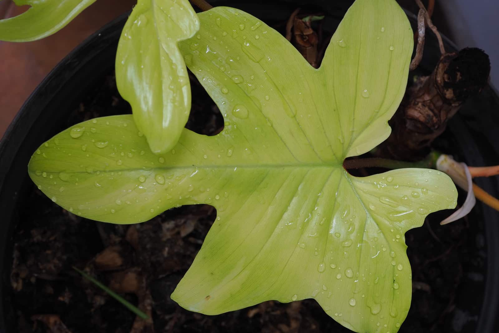 Philodendron Florida Ghost with water drops on leaves