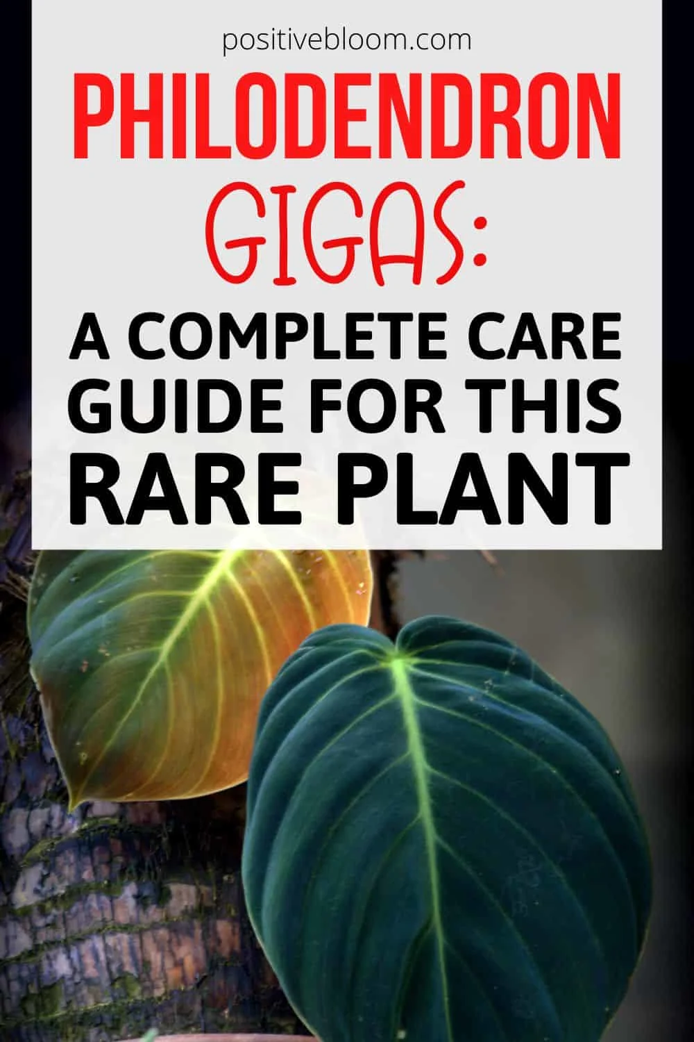 Philodendron Gigas A Complete Care Guide For This Rare Plant