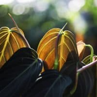 philodendron gigas plant