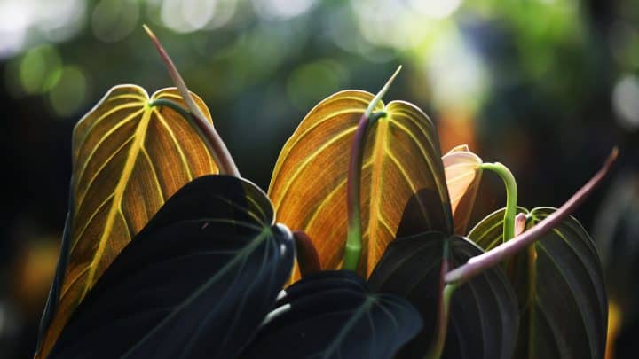 Philodendron Gigas: A Complete Care Guide For This Rare Plant