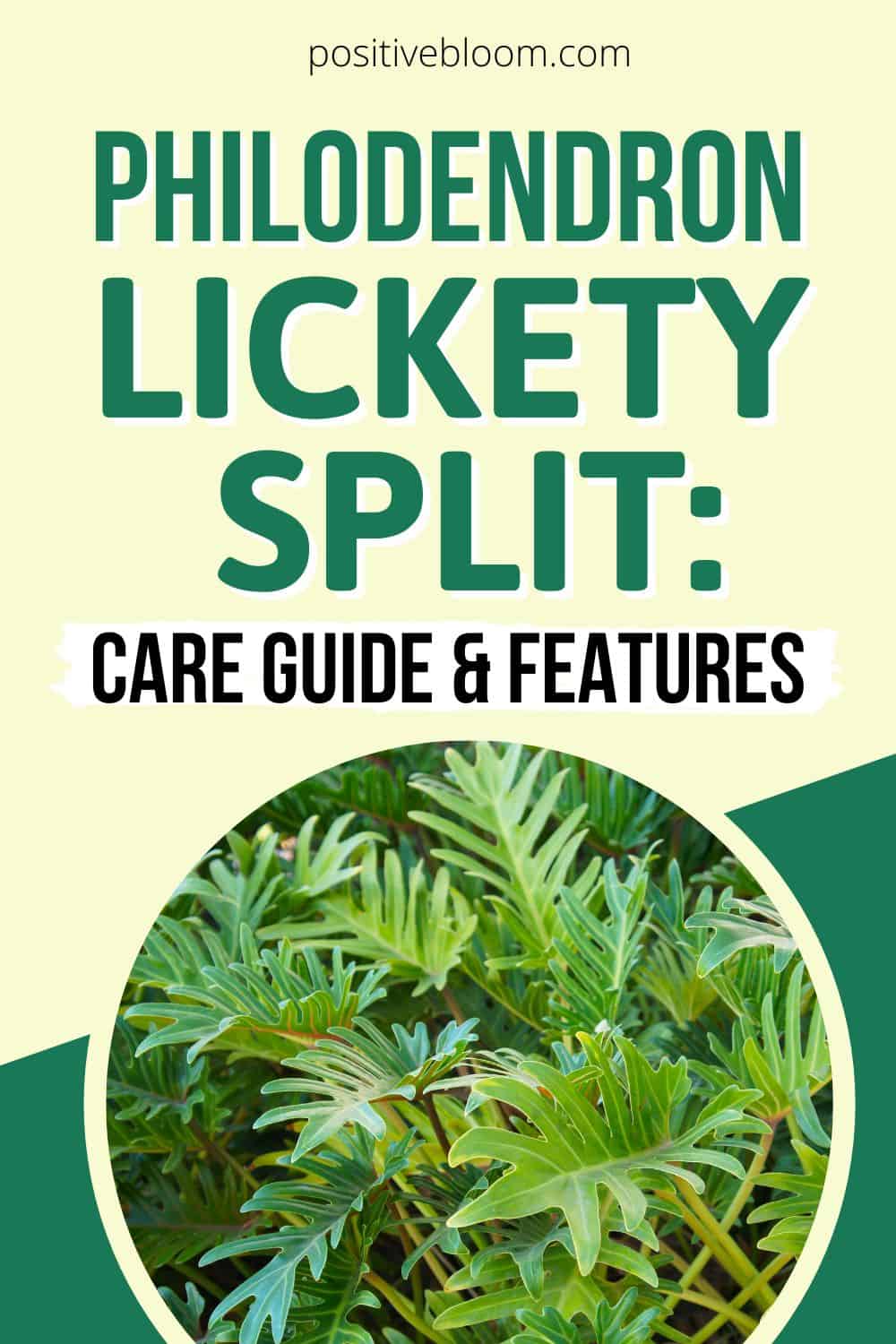 Philodendron Lickety Split Care Guide And Features