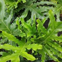 Philodendron Selloum in garden