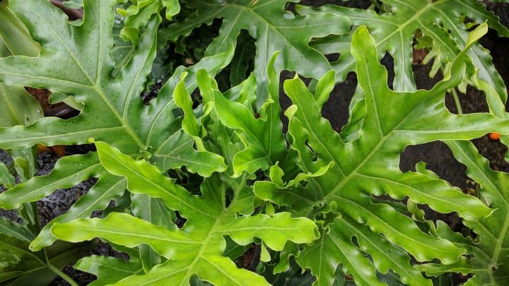 Philodendron Lickety Split: Care Guide And Features