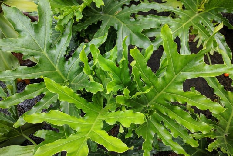 Philodendron Selloum in garden