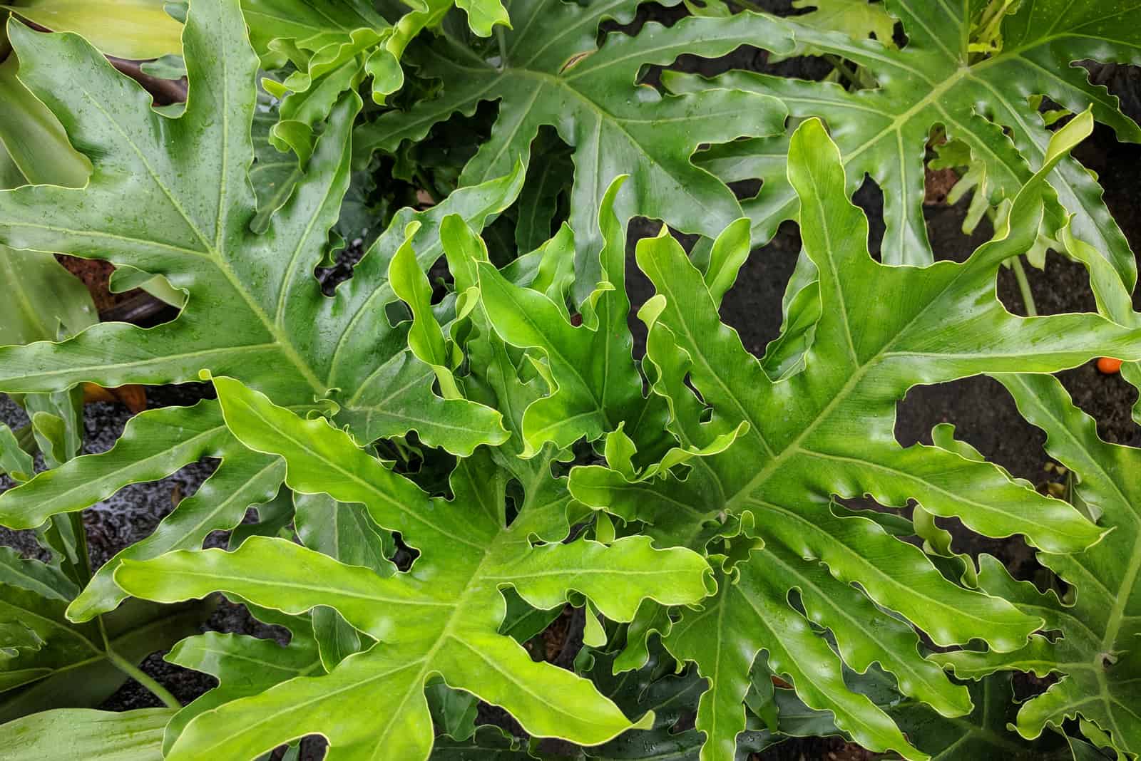 Philodendron Lickety Split Care Guide And Features