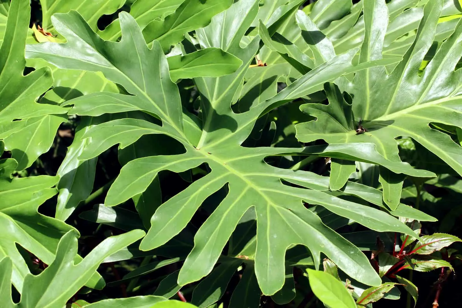 Philodendron Lickety leaf
