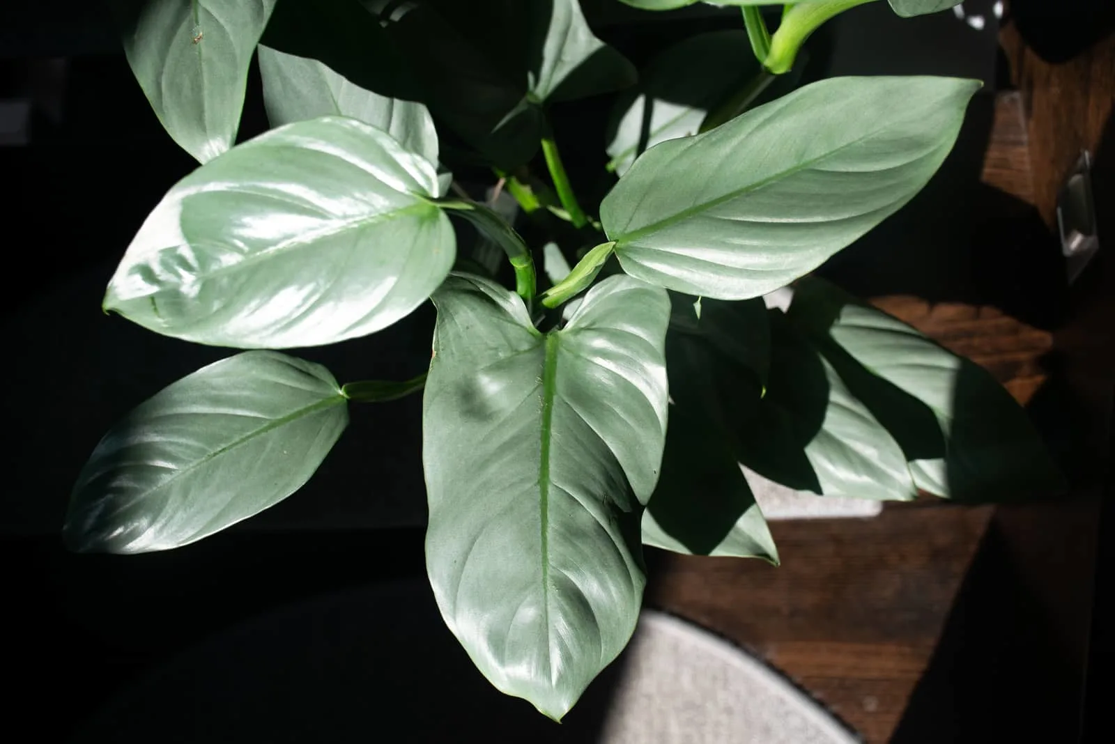 Philodendron plant with silver leaves