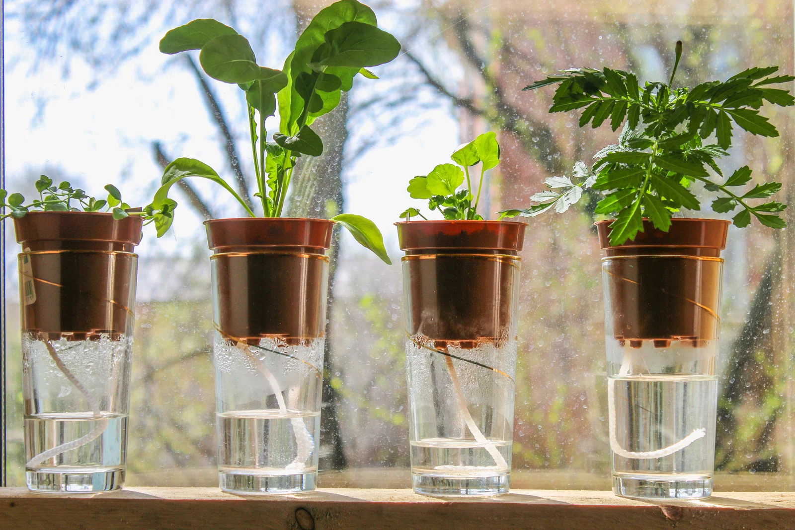 Plants in pots on glasses stand on a shelf on a window