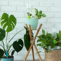 three plants with self-watering pots