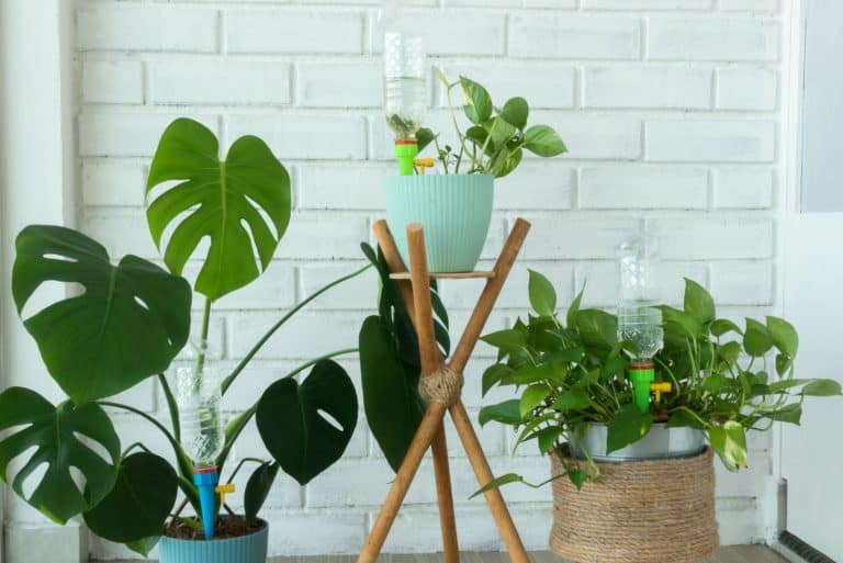 three plants with self-watering pots
