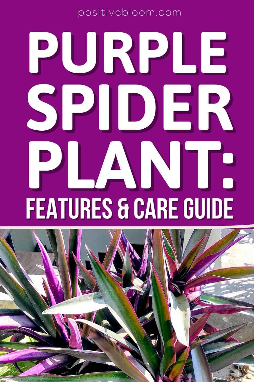 Purple Spider Plant Features And Care Guide
