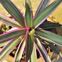 purple spider plant in pot outside