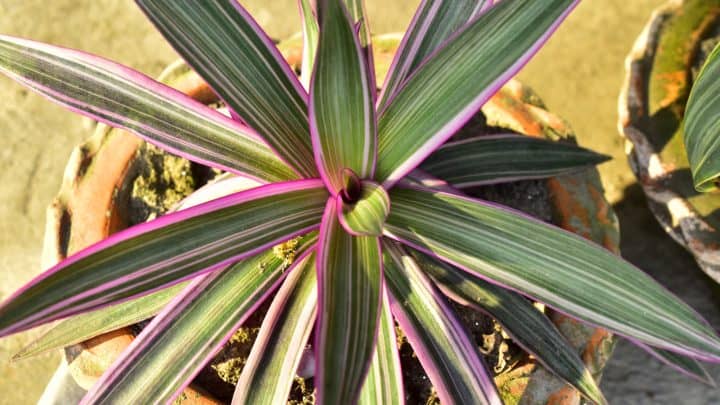 Purple Spider Plant: Features And Care Guide