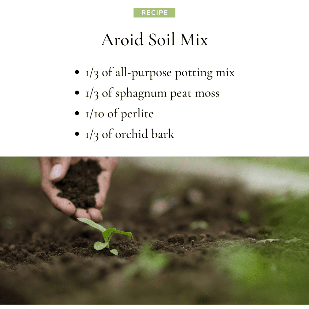 Aroid Soil Mix Why Should You Use It And How