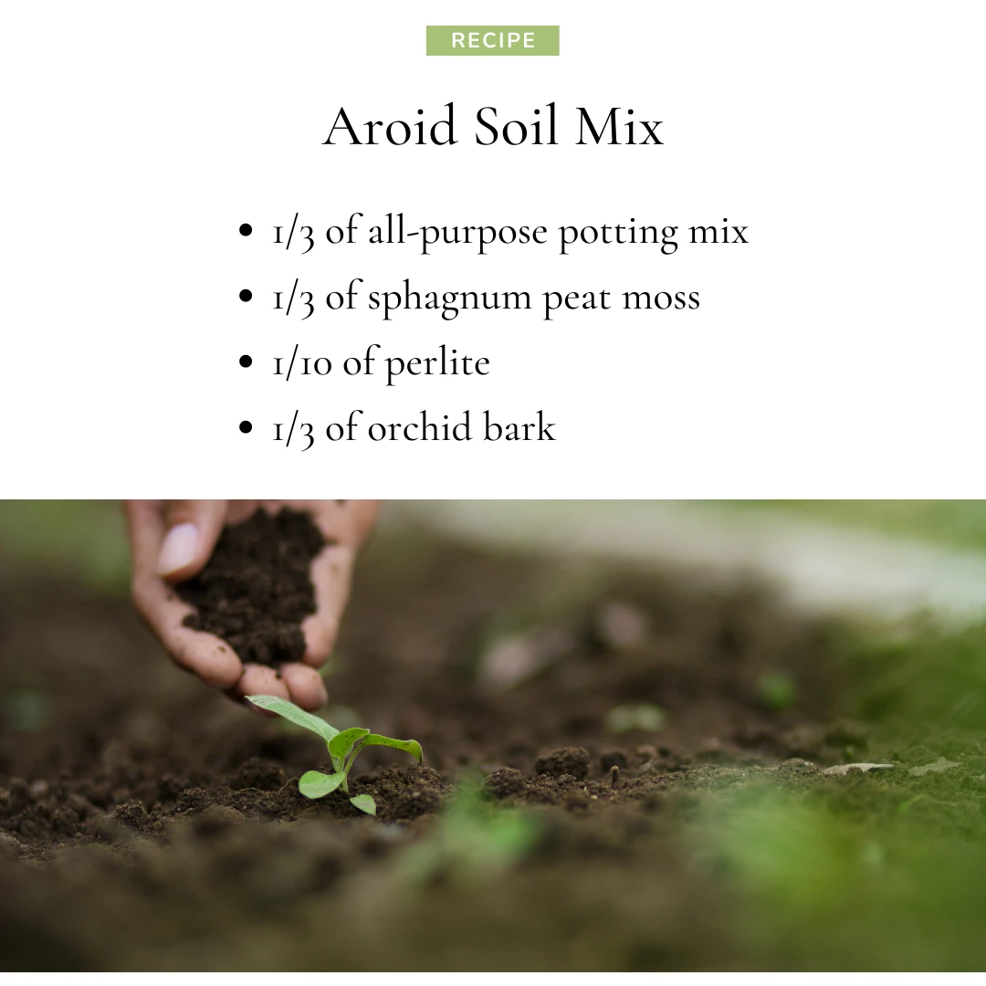 Recipe for aroid soil mix