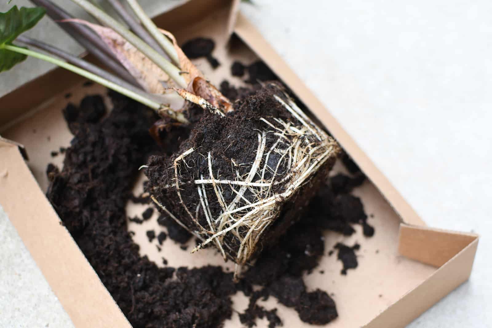 Repotting root bound house plant 