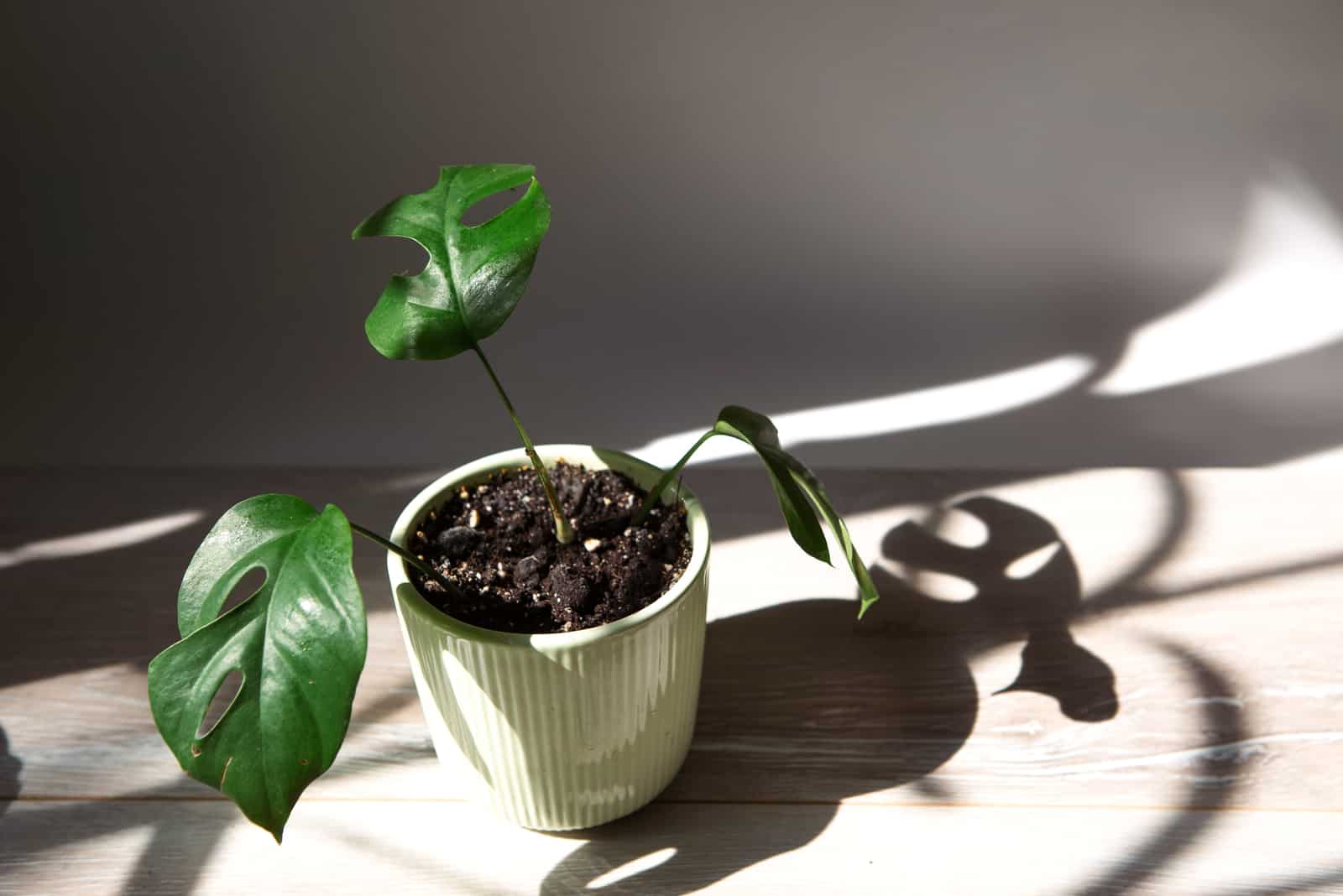 Rhaphidophora Tetrasperma in white pot in sunlight