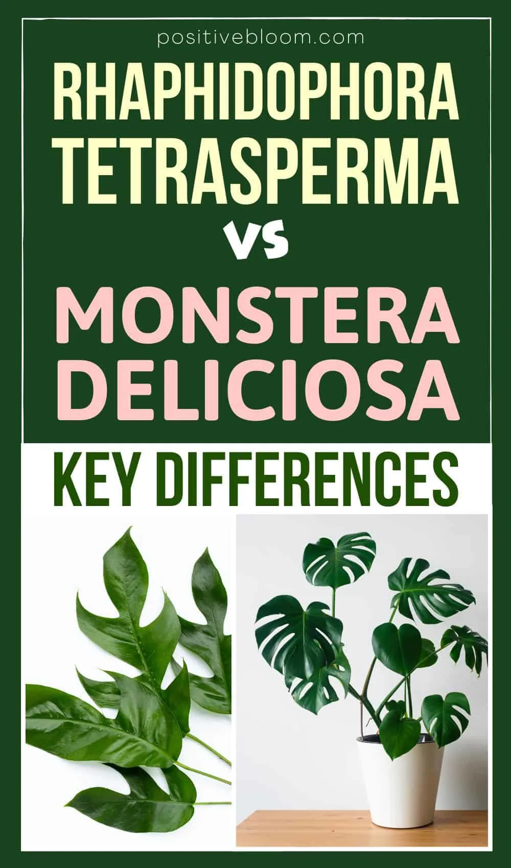 Rhaphidophora Tetrasperma vs Monstera Deliciosa - Key Differences