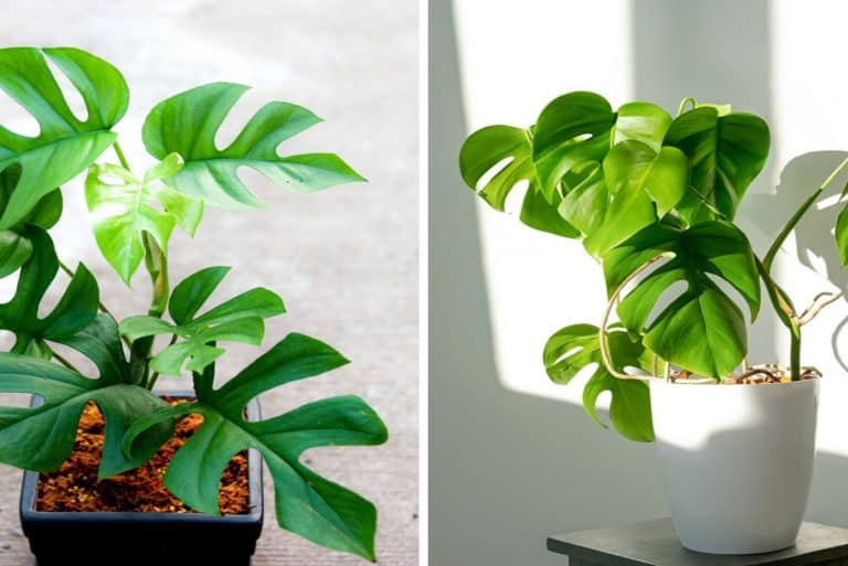 Rhaphidophora Tetrasperma and Monstera Deliciosa