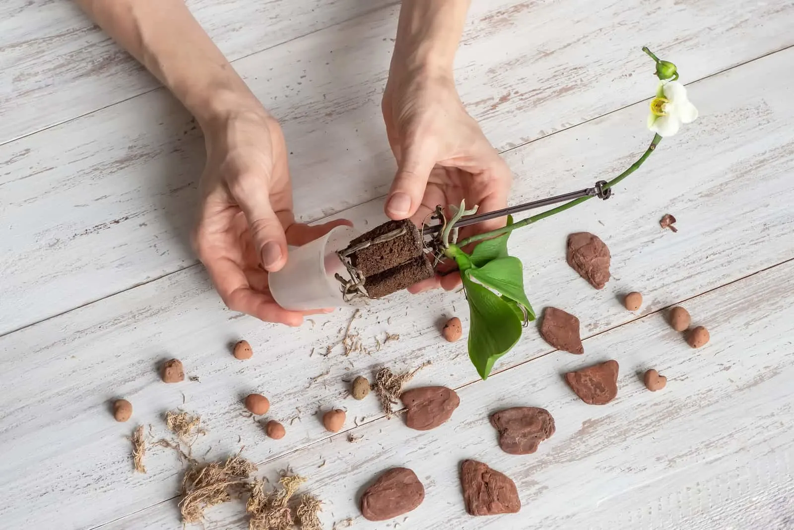 Roots of the mini orchid are pulled out of the flower po