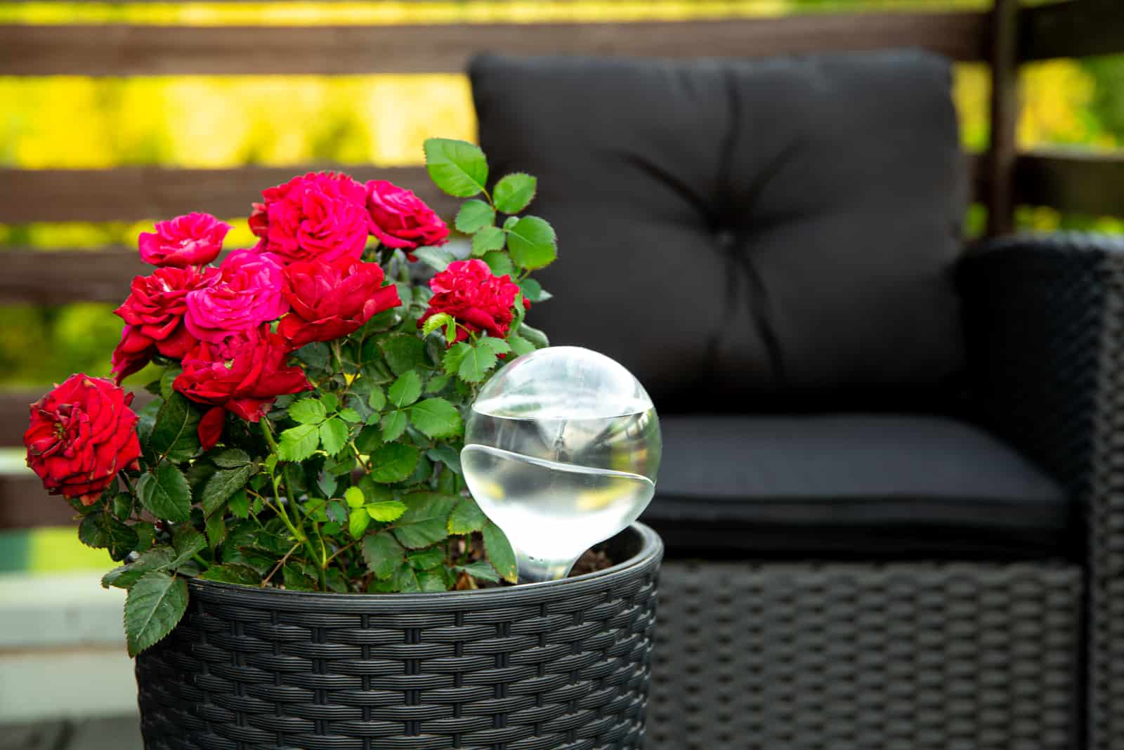 Round transparent self watering device globe inside potted rose plant