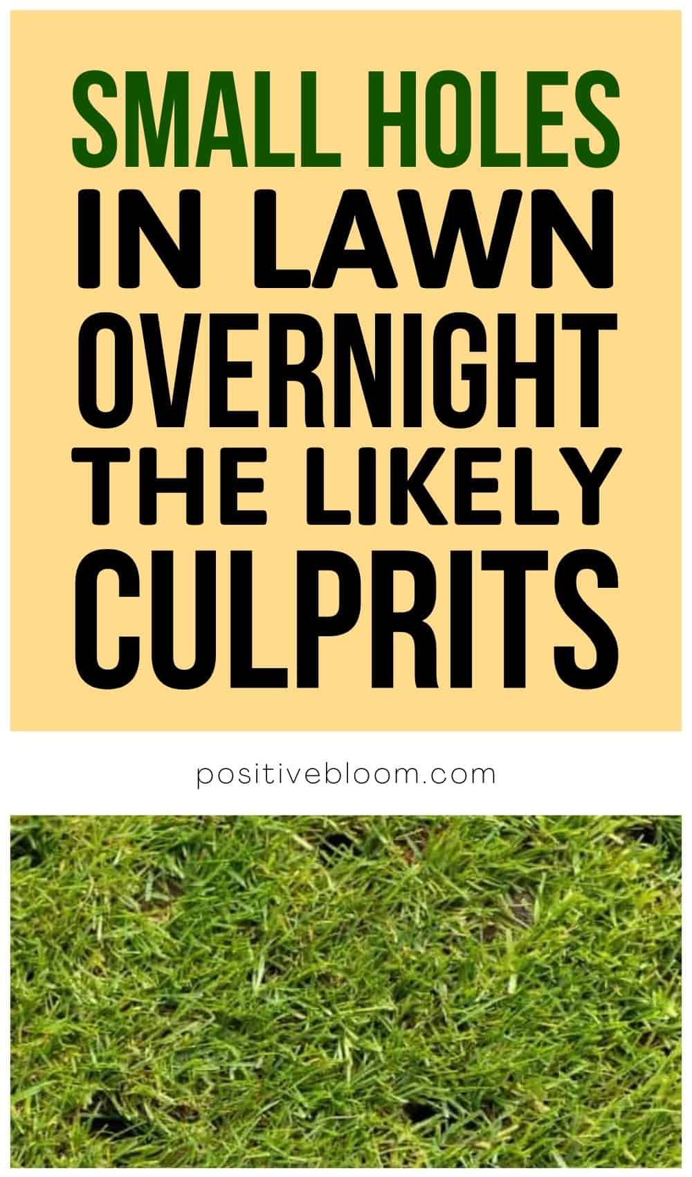 Small Holes In Lawn Overnight – The Likely Culprits