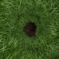 hole in a lawn