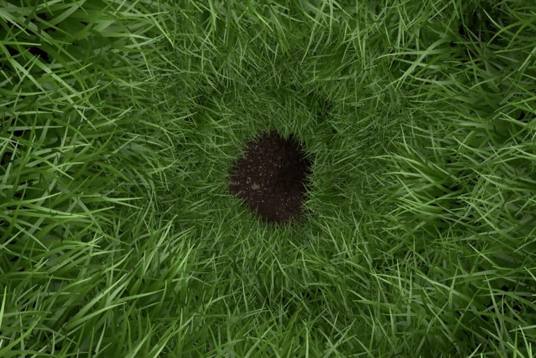 hole in a lawn