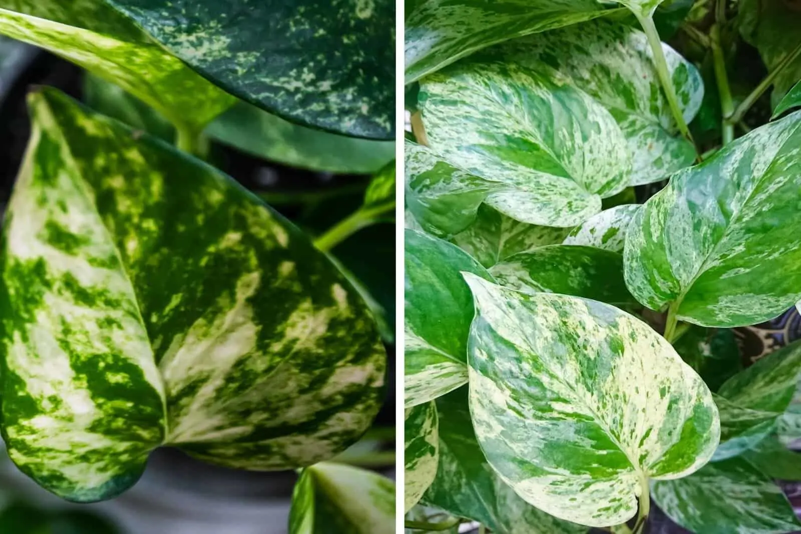 Snow Queen and Marble Queen Pothos leaves