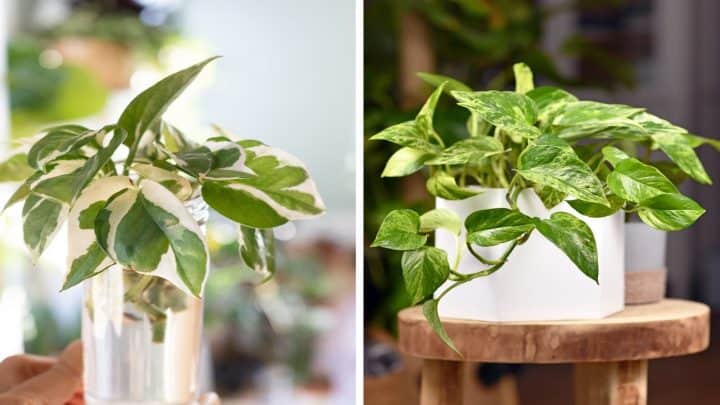 Snow Queen vs Marble Queen Pothos: Differences And Care Guide