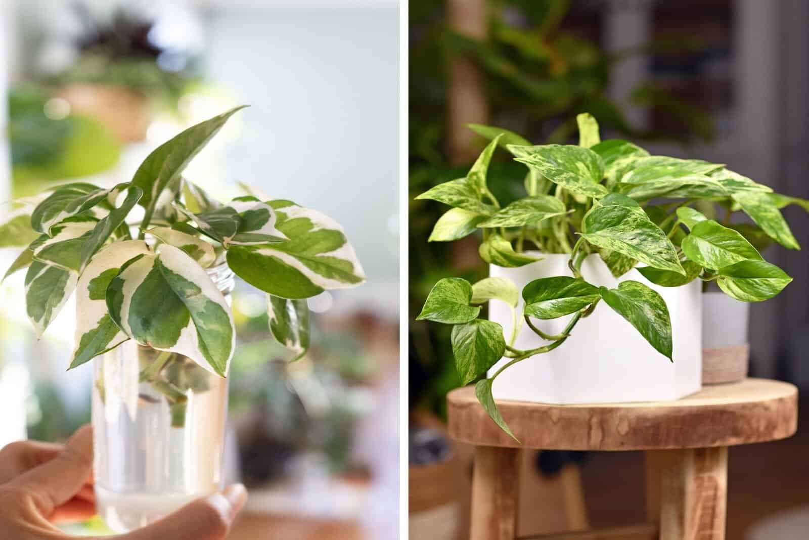 Snow Queen vs Marble Queen Pothos: Differences And Care Guide