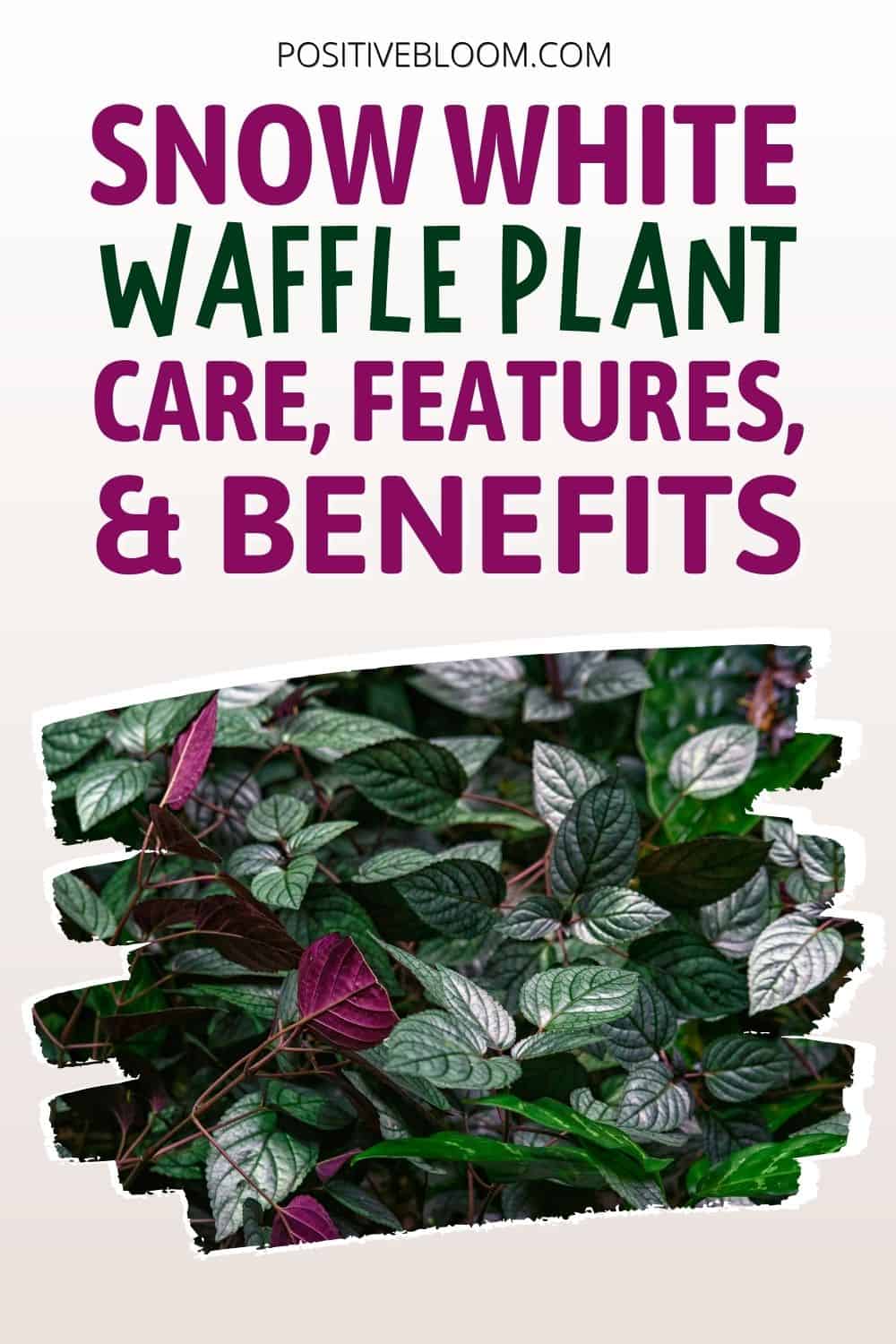 Snow White Waffle Plant: Care, Features, And Benefits Pinterest