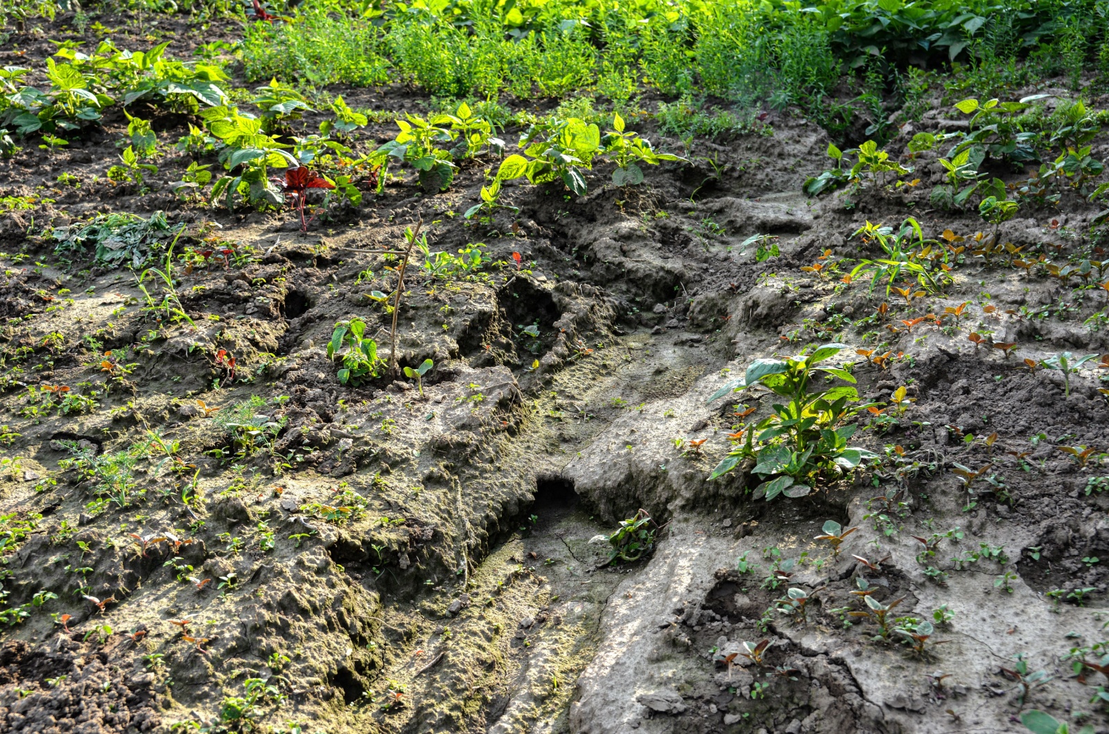 Soil Erosion