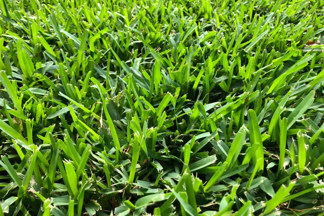 Grass Types In Florida 7 Top Picks For Your Florida Lawn