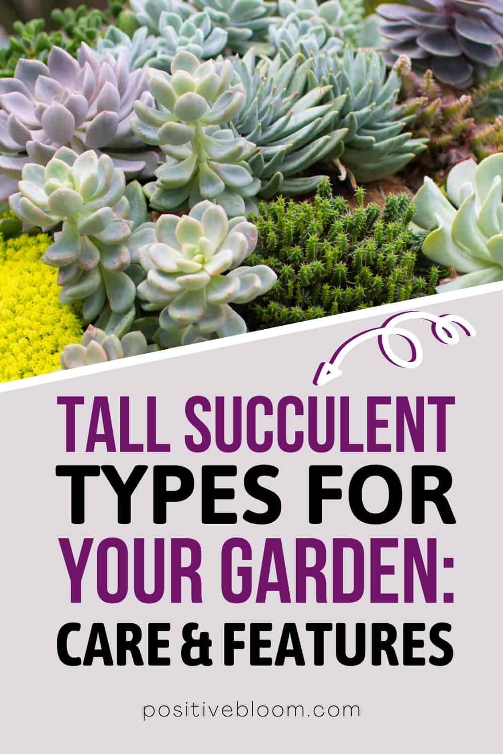 Tall Succulent Types For Your Garden Care And Features