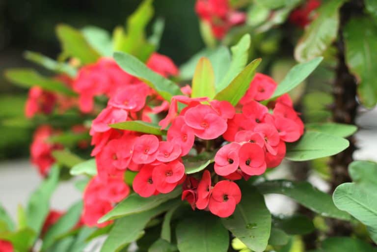 Euphorbia Milii flowers in bloom
