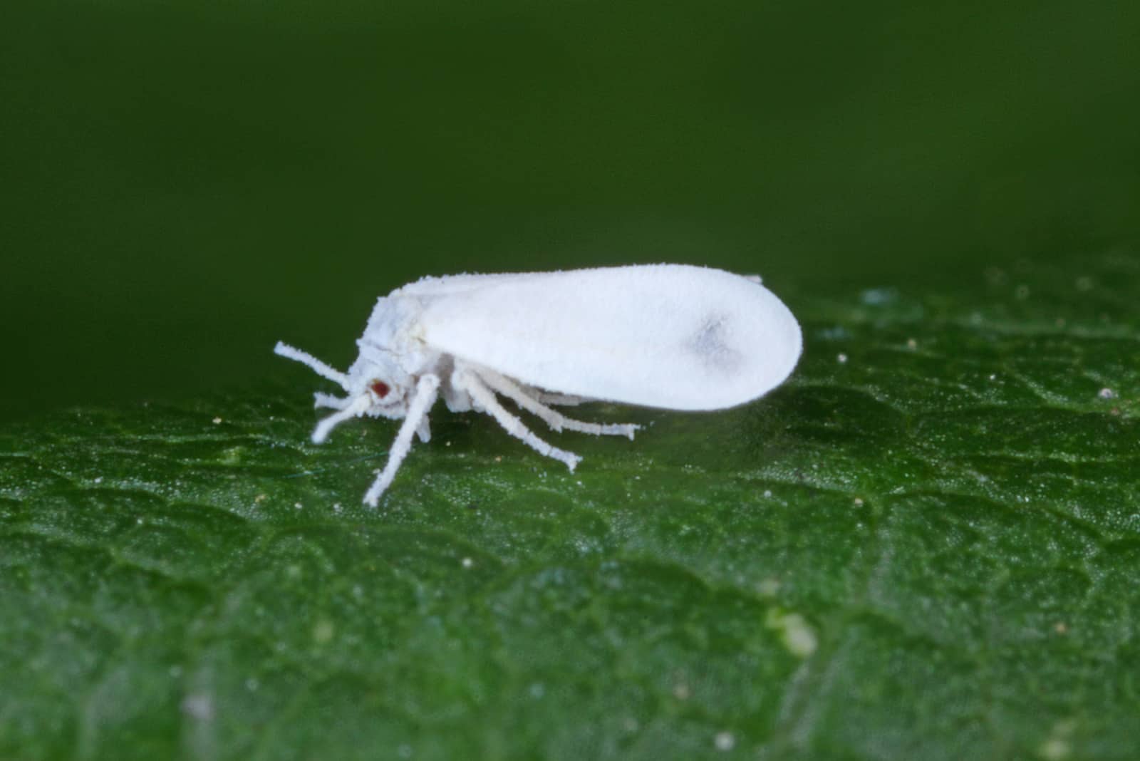 Whitefly pest on a leaf