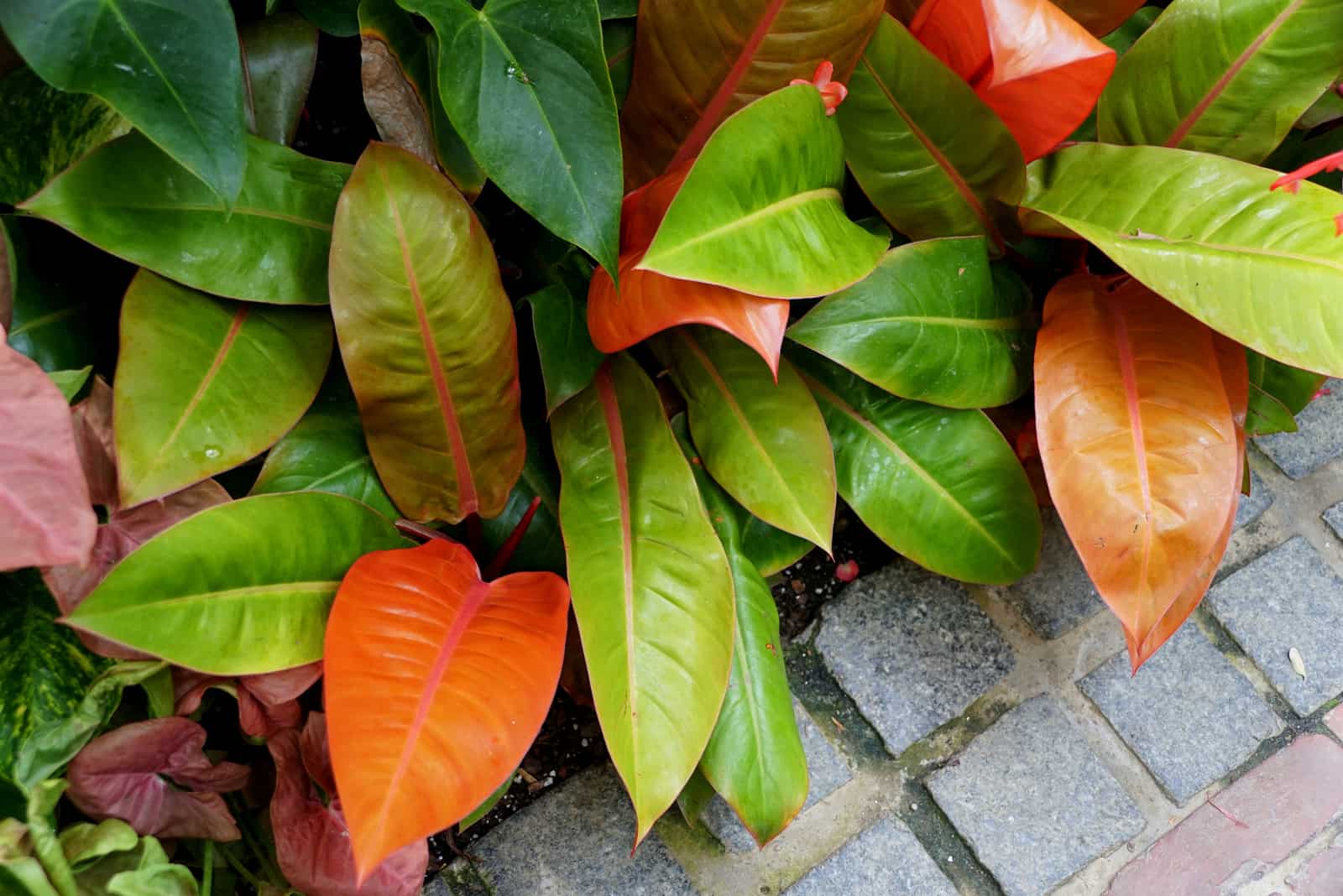 The colorful leaves of Philodendron Prince of Orange plant