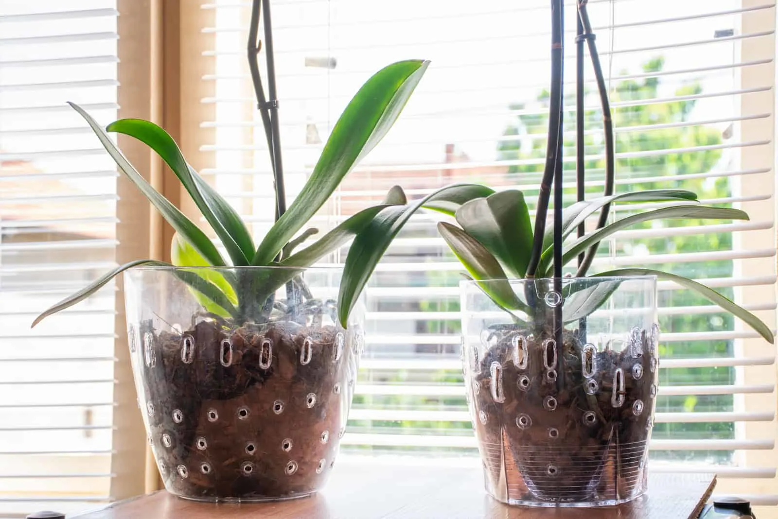 Two Phalaenopsis Orchid in transparent flower pot with substrate and green leaves